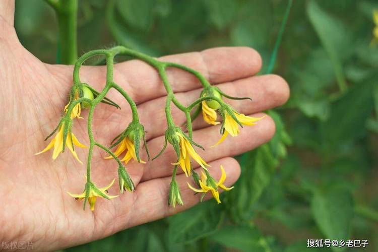 家养西红柿苗开花了需要授粉吗_番茄怎么种植 家养的 家养西红柿苗开花了需要授粉吗_番茄怎么种植 家养的 花朵知识