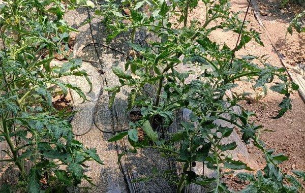 大田西红柿行距和株距是多少合适_番茄种植大田怎么种植 大田西红柿行距和株距是多少合适_番茄种植大田怎么种植 番茄病虫害防治
