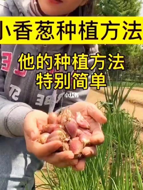 农村大面积小香葱的种植技术有哪些_家用蔬菜种植小技巧视频教程 农村大面积小香葱的种植技术有哪些_家用蔬菜种植小技巧视频教程 番茄病虫害防治