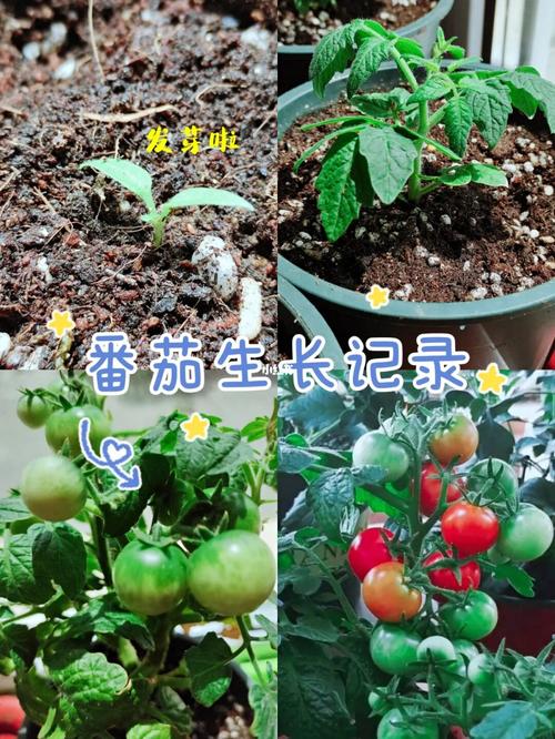 怎么种植盆栽小番茄_小番茄盆栽怎么种植土壤 怎么种植盆栽小番茄_小番茄盆栽怎么种植土壤 农业常识