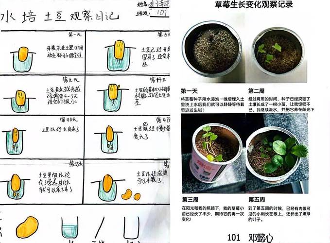 蔬菜栽培技术_蔬菜种植株距技巧图解 蔬菜栽培技术_蔬菜种植株距技巧图解 植物种类