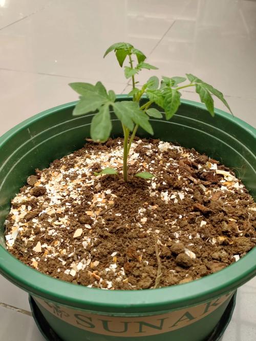番茄定植后怎么处理生根快_番茄怎么种植成熟快些呢 番茄定植后怎么处理生根快_番茄怎么种植成熟快些呢 番茄病虫害防治