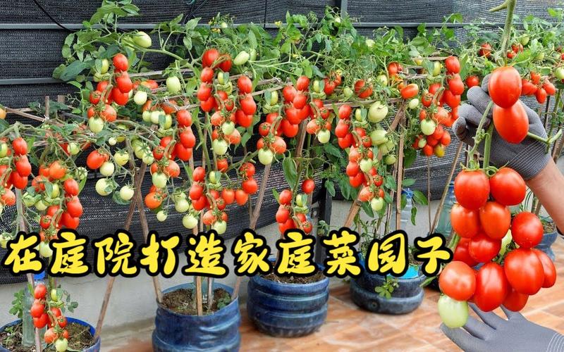 小院如何种菜_庭院番茄怎么种植和管理的 小院如何种菜_庭院番茄怎么种植和管理的 种植技巧