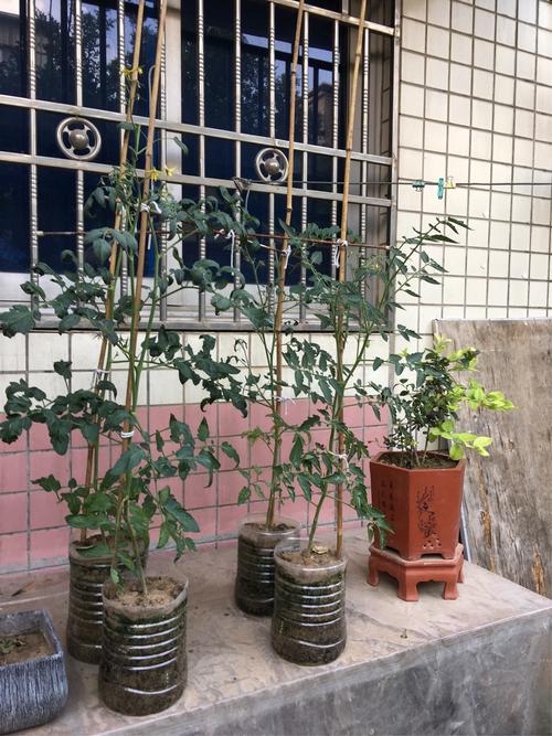 塑料油桶种西红柿为什么成活不了呢_水桶种植的番茄怎么种植 塑料油桶种西红柿为什么成活不了呢_水桶种植的番茄怎么种植 花朵知识