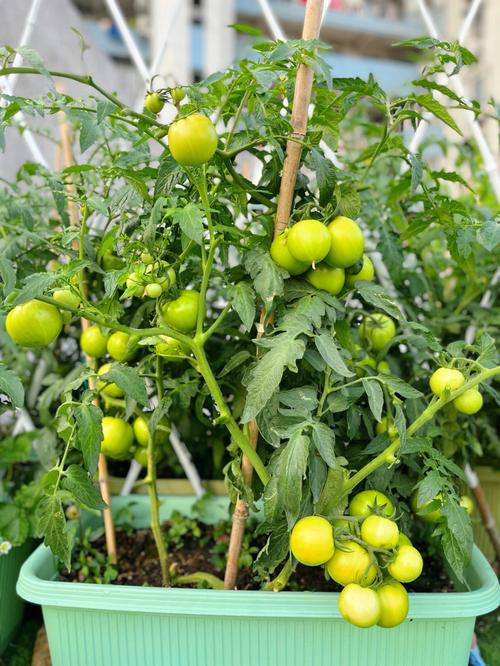 秋季西红柿什么时候栽最合适_番茄秋季怎么种植视频 番茄种植技巧 秋季西红柿什么时候栽最合适_番茄秋季怎么种植视频 秋季西红柿什么时候栽最合适_番茄秋季怎么种植视频 番茄种植技巧