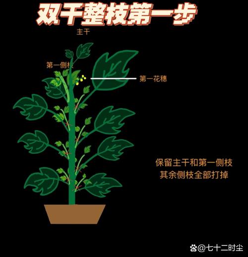 番茄枝条种植方法_番茄的叶子怎么种植视频 番茄枝条种植方法_番茄的叶子怎么种植视频 番茄种植技巧