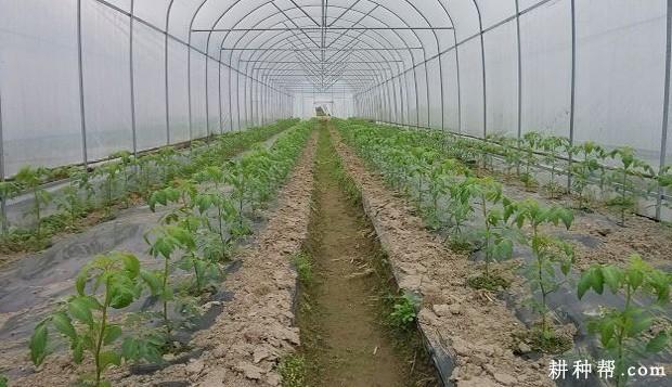 番茄怕冷吗_番茄怎么种植耐寒最好 番茄怕冷吗_番茄怎么种植耐寒最好 花朵知识