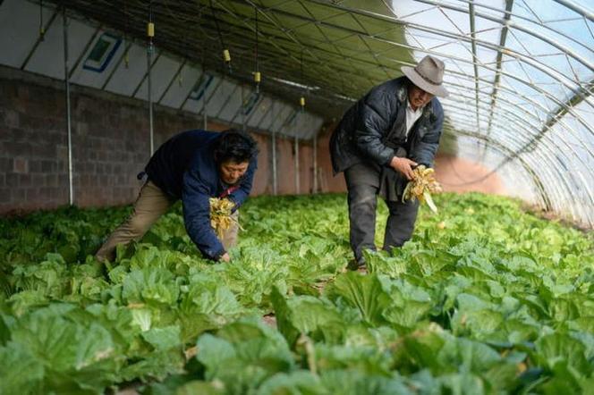 菜农种了很多绿色蔬菜，质量好，怎样帮助他们卖上好价钱呢_绿色生态蔬菜种植技巧和方法 菜农种了很多绿色蔬菜，质量好，怎样帮助他们卖上好价钱呢_绿色生态蔬菜种植技巧和方法 土壤施肥