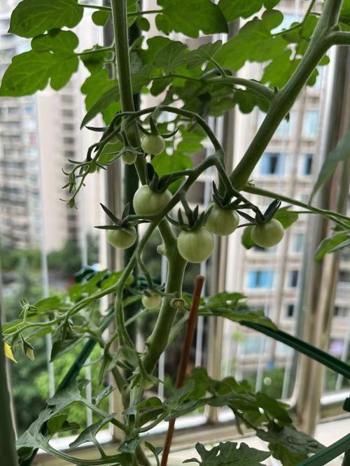 露天种植西红柿怎样搭架子_梅花怎么种植小番茄盆栽视频 露天种植西红柿怎样搭架子_梅花怎么种植小番茄盆栽视频 种植技巧