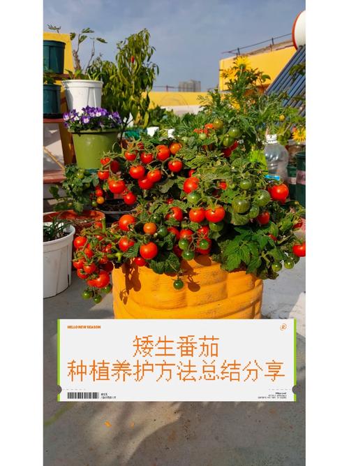 西红柿种子种植技术_籽番茄怎么种植方法图解视频 西红柿种子种植技术_籽番茄怎么种植方法图解视频 土壤施肥