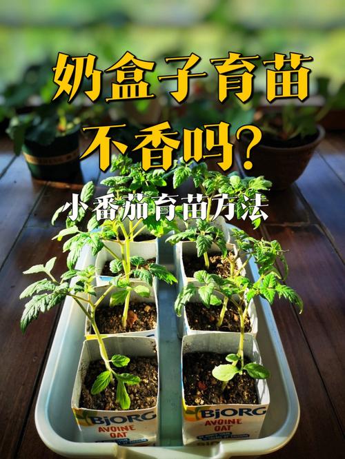 玲珑小番茄种植方法_圆番茄怎么种植方法 玲珑小番茄种植方法_圆番茄怎么种植方法 植物种类