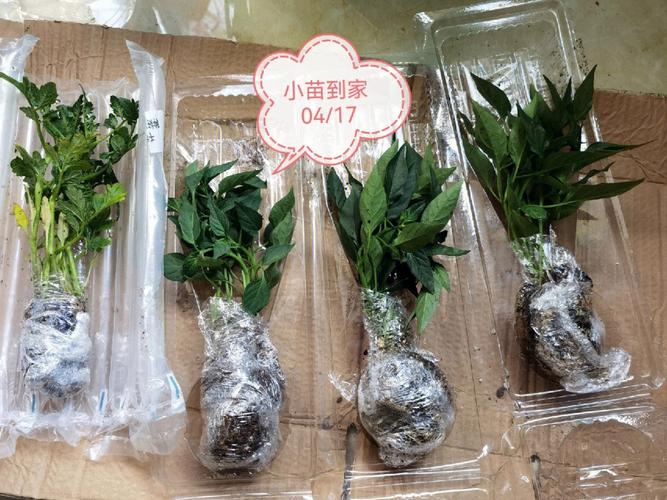 辣椒和西红柿能一起种吗?及其种置要求_番茄青椒怎么种植视频 辣椒和西红柿能一起种吗?及其种置要求_番茄青椒怎么种植视频 番茄种植技巧