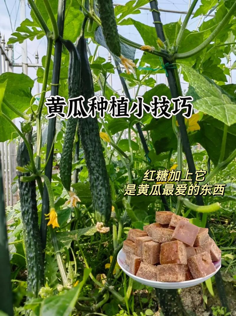 如何在家里面种植黄瓜_居家蔬菜种植小技巧简单视频 如何在家里面种植黄瓜_居家蔬菜种植小技巧简单视频 花朵知识