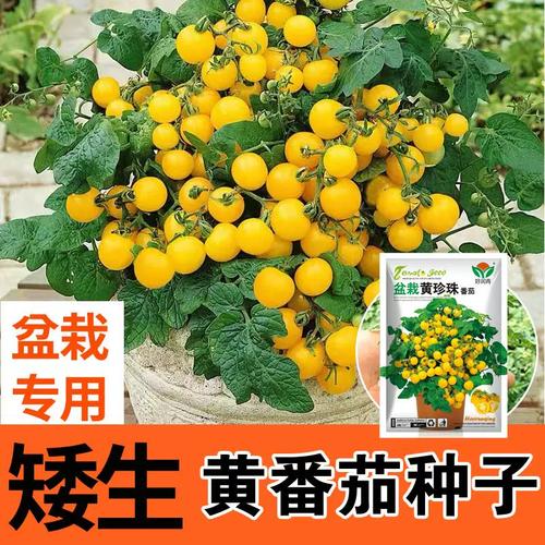 黄珍珠樱桃番茄怎么种_怎么种植番茄黑珍珠果实 黄珍珠樱桃番茄怎么种_怎么种植番茄黑珍珠果实 土壤施肥