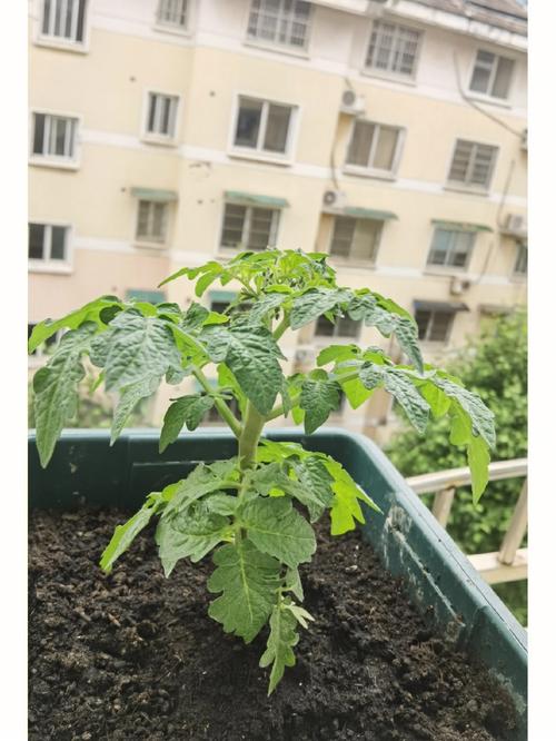 小番茄种植的方法与技术_玩具番茄怎么种植视频 小番茄种植的方法与技术_玩具番茄怎么种植视频 番茄种植技巧
