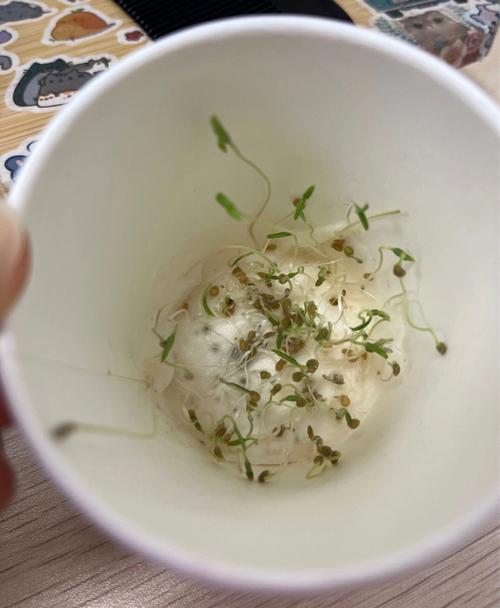 水培蔬菜有什么深加工_番茄籽怎么用纸水培种植视频 水培蔬菜有什么深加工_番茄籽怎么用纸水培种植视频 植物种类