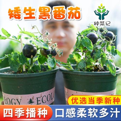 矮番茄种植方法_矮化黑番茄种子怎么种植视频 矮番茄种植方法_矮化黑番茄种子怎么种植视频 农业常识