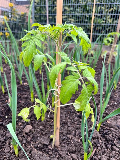 刚种下在花盆的番茄幼苗如何保温_番茄大棚种植怎么加热好 刚种下在花盆的番茄幼苗如何保温_番茄大棚种植怎么加热好 番茄种植技巧