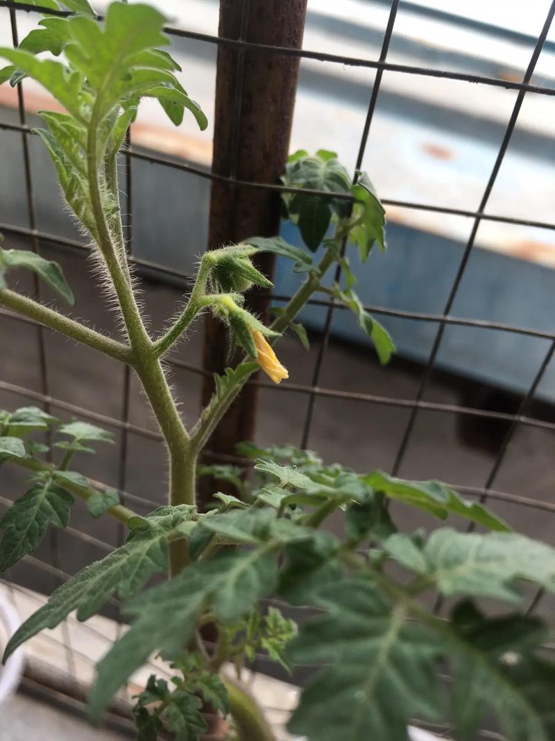 种在园子里的西红柿，开花、结果的照片，谁能写个摄影教程呀_怎样栽番茄苗 种在园子里的西红柿，开花、结果的照片，谁能写个摄影教程呀_怎样栽番茄苗 花朵知识
