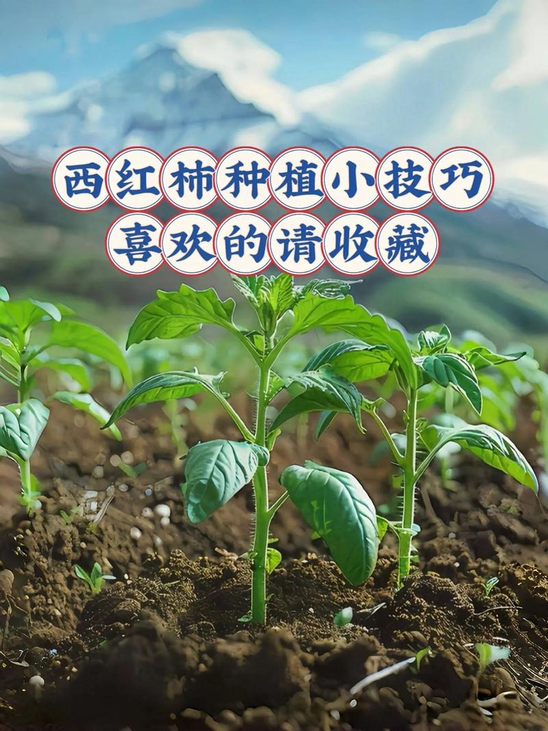 西红柿的种植方法_在地里番茄怎么种植视频 西红柿的种植方法_在地里番茄怎么种植视频 农业常识