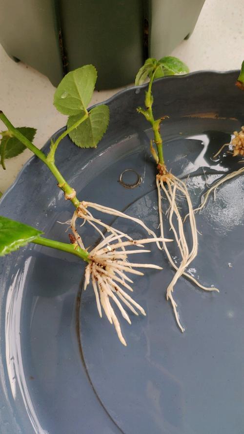怎么水培月季花发根快_月季水培蔬菜种植小技巧视频 怎么水培月季花发根快_月季水培蔬菜种植小技巧视频 土壤施肥