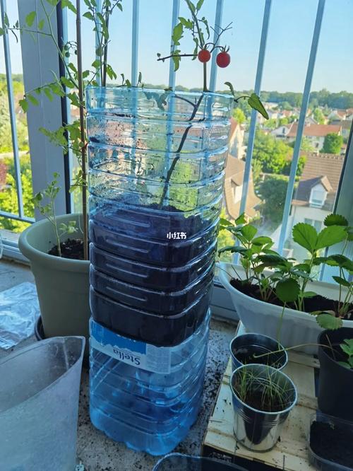 铁皮大桶种菜的正确方法_水桶里种番茄怎么种植的 铁皮大桶种菜的正确方法_水桶里种番茄怎么种植的 番茄种植技巧