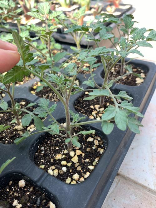 番茄畅听推广视频怎么做_红果番茄苗怎么种植视频教程 番茄畅听推广视频怎么做_红果番茄苗怎么种植视频教程 番茄病虫害防治