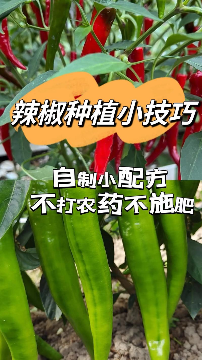 蔬菜种植方法和管理方法_蔬菜种植小技巧大全视频 蔬菜种植方法和管理方法_蔬菜种植小技巧大全视频 番茄病虫害防治