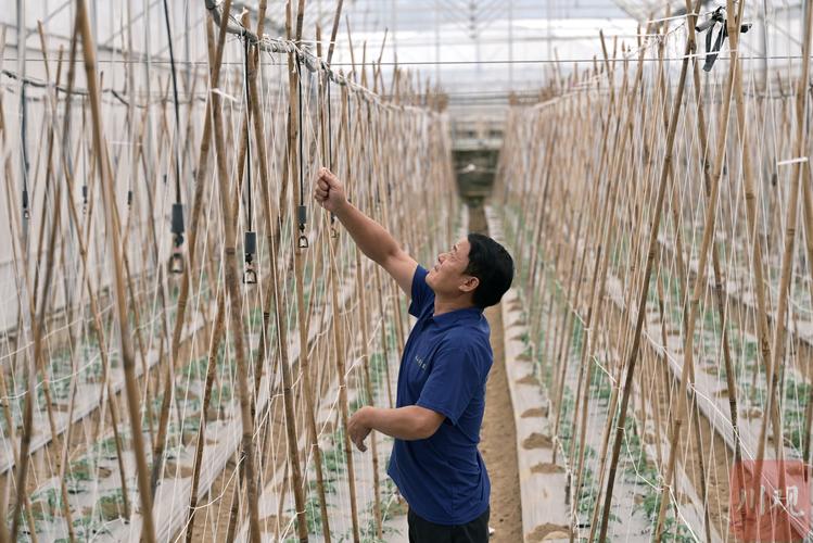 大棚西红柿怎么种植_种植番茄大棚怎么搭建视频 大棚西红柿怎么种植_种植番茄大棚怎么搭建视频 番茄病虫害防治