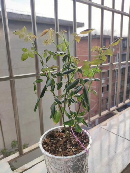 哪些农作物在4月或5月采收_折枝的番茄怎么种植方法视频 哪些农作物在4月或5月采收_折枝的番茄怎么种植方法视频 花朵知识
