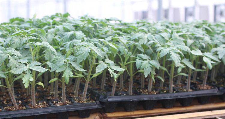 番茄在育苗盒发芽了怎么办_番茄种植培养盒怎么用视频 番茄在育苗盒发芽了怎么办_番茄种植培养盒怎么用视频 植物种类