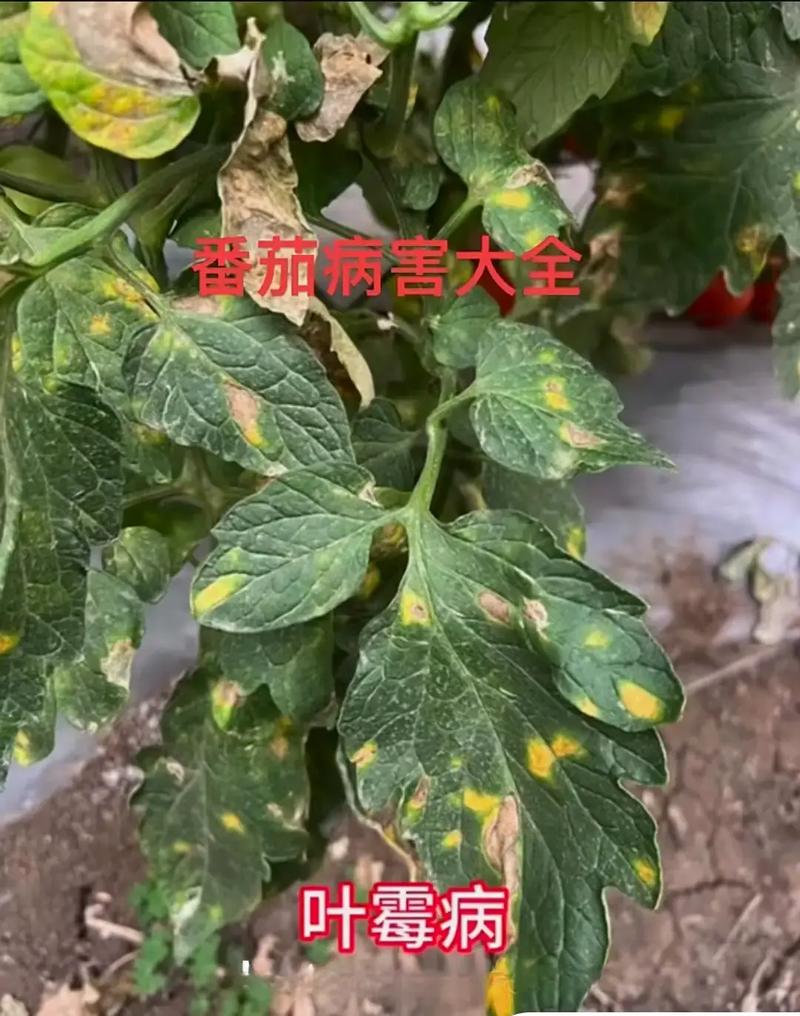 西红柿为什么会长虫_种植番茄怎么长虫子了呢 西红柿为什么会长虫_种植番茄怎么长虫子了呢 番茄种植技巧