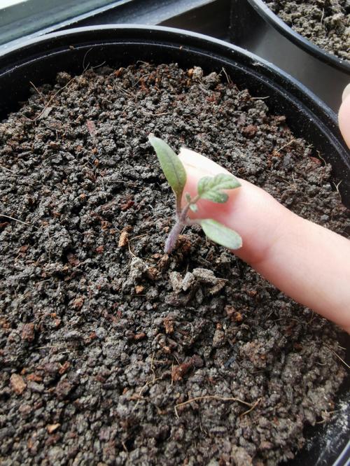 西红柿苗什么时候栽种_番茄苗怎么种植时间长 西红柿苗什么时候栽种_番茄苗怎么种植时间长 土壤施肥