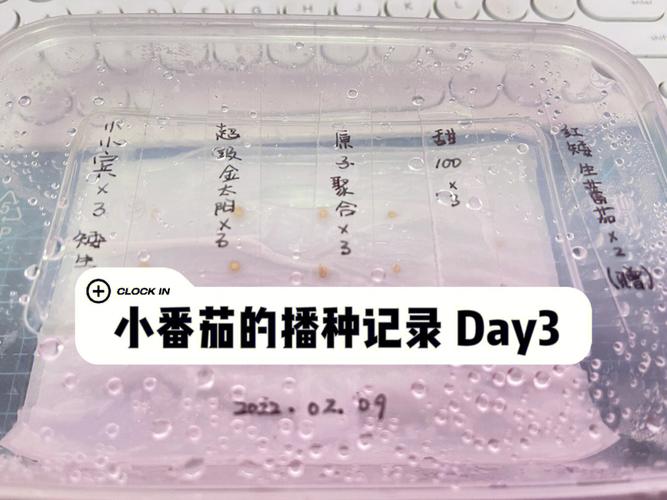 如何用鸡蛋壳给花做肥料_土培番茄种子怎么种植视频 如何用鸡蛋壳给花做肥料_土培番茄种子怎么种植视频 花朵知识