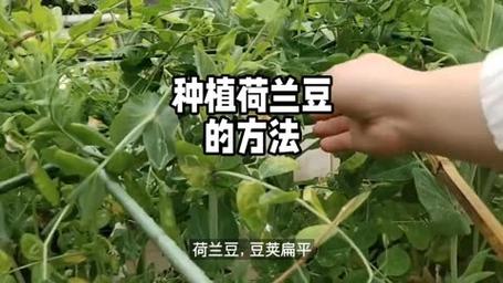 怎样种植荷兰豆_多种蔬菜种植技巧视频教程 怎样种植荷兰豆_多种蔬菜种植技巧视频教程 土壤施肥