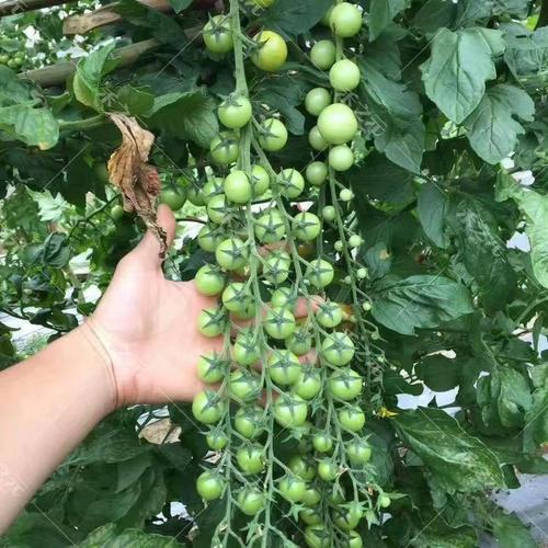 瀑布小番茄种植方法_瀑布番茄秧苗怎么种植的 瀑布小番茄种植方法_瀑布番茄秧苗怎么种植的 番茄病虫害防治