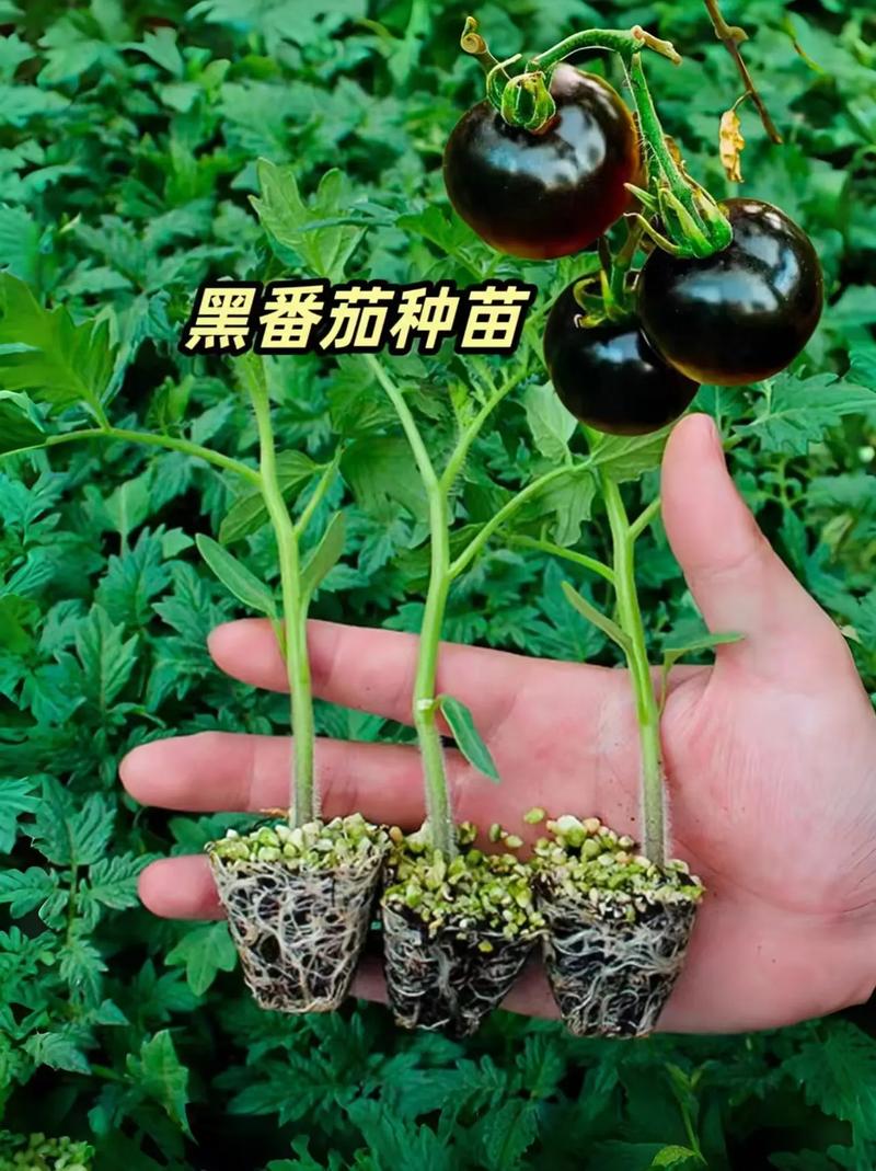 黑果菜的种植方法_黑番茄怎么种植长得快些 黑果菜的种植方法_黑番茄怎么种植长得快些 土壤施肥