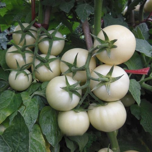 花生柿子番茄种植成本_番茄种植费用方案怎么写的 植物种类 花生柿子番茄种植成本_番茄种植费用方案怎么写的 花生柿子番茄种植成本_番茄种植费用方案怎么写的 植物种类