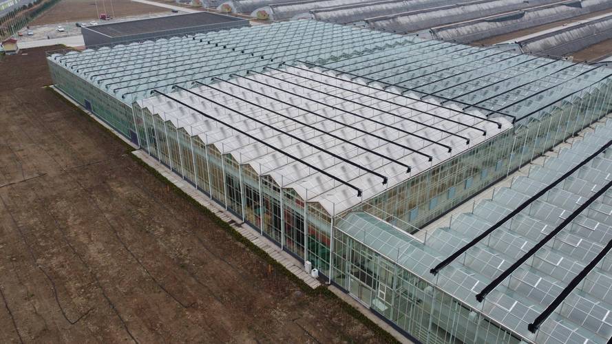 番茄达人推文怎么做_种番茄大棚怎么种植视频教程 番茄达人推文怎么做_种番茄大棚怎么种植视频教程 土壤施肥