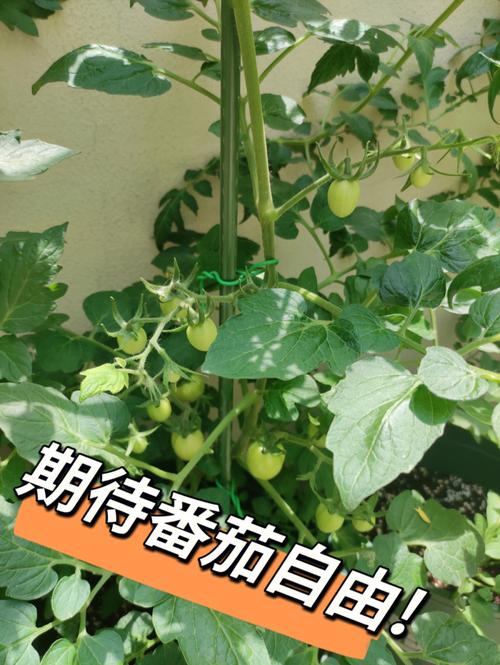 乡村基里的番茄汤是怎么弄的_意大利冰番茄怎么种植的视频 乡村基里的番茄汤是怎么弄的_意大利冰番茄怎么种植的视频 花朵知识