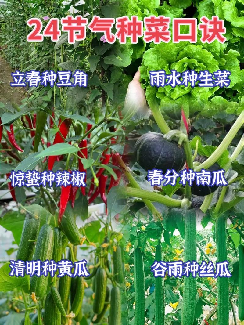 种菜先后顺序6步骤_农村菜园蔬菜种植小技巧视频 植物种类 种菜先后顺序6步骤_农村菜园蔬菜种植小技巧视频 种菜先后顺序6步骤_农村菜园蔬菜种植小技巧视频 植物种类