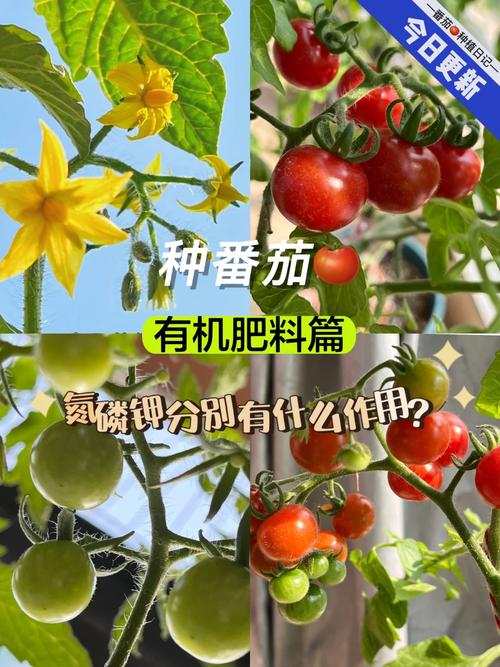 西红柿怎样施底肥？如果用有机肥应该用多少_番茄种植肥料怎么放的 西红柿怎样施底肥？如果用有机肥应该用多少_番茄种植肥料怎么放的 土壤施肥