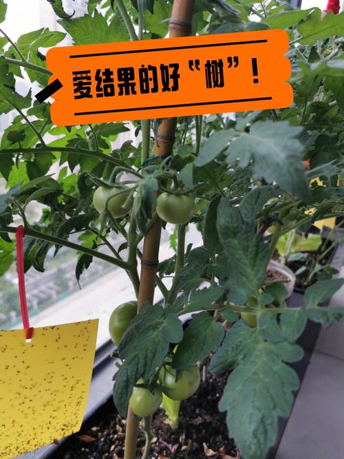西红柿只开花不结果怎么办_番茄种植不开花怎么办呢视频 西红柿只开花不结果怎么办_番茄种植不开花怎么办呢视频 番茄病虫害防治