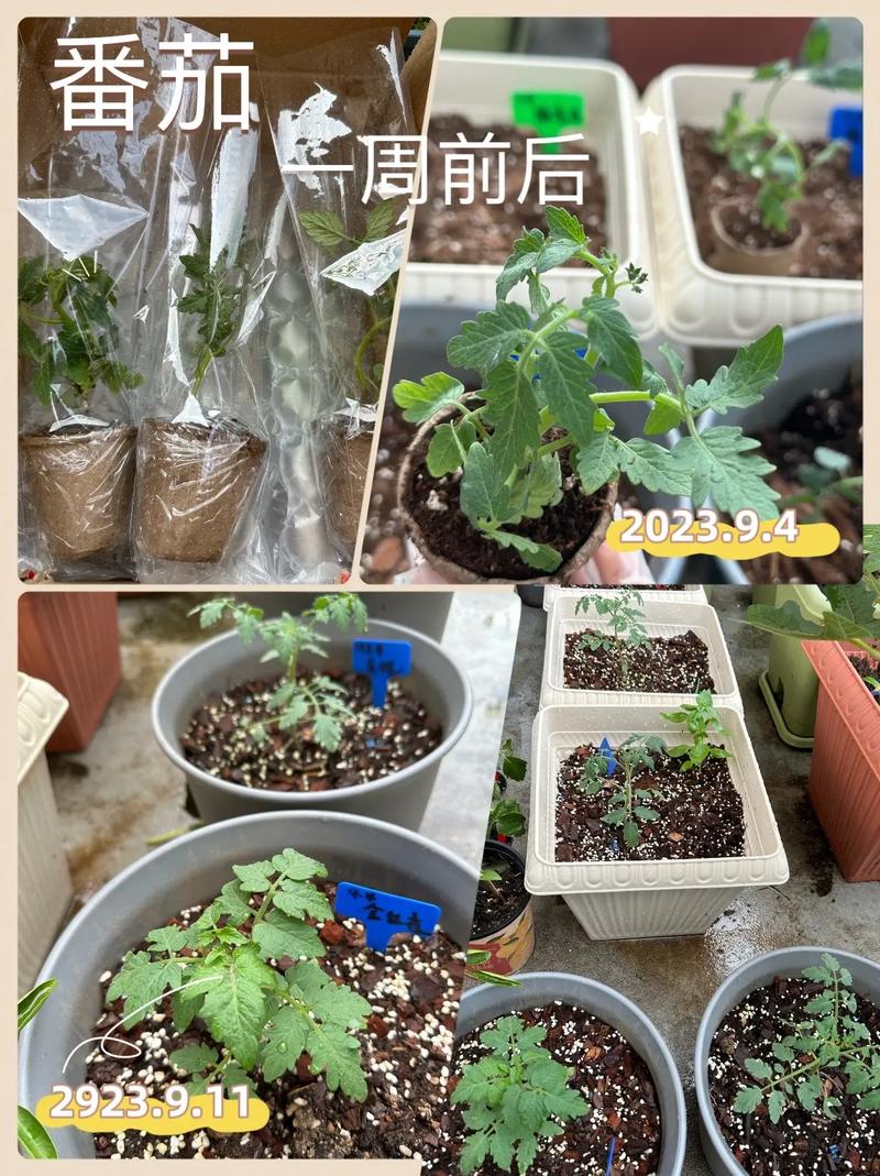 西红柿可以放在室内养吗_番茄在家里怎么种植视频 西红柿可以放在室内养吗_番茄在家里怎么种植视频 土壤施肥