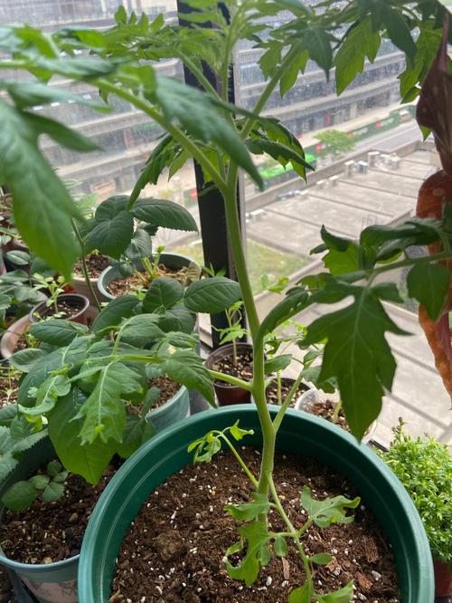 西红柿苗大的好栽还是小的好栽_番茄苗很长怎么种植视频 西红柿苗大的好栽还是小的好栽_番茄苗很长怎么种植视频 植物种类