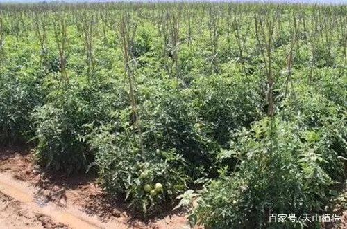 番茄畅听推广视频怎么做_大青番茄种子怎么种植视频教程 番茄畅听推广视频怎么做_大青番茄种子怎么种植视频教程 番茄病虫害防治