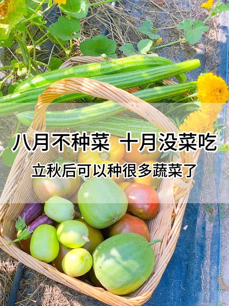立秋八月份种植什么蔬菜好_秋天蔬菜种植小技巧图片大全 立秋八月份种植什么蔬菜好_秋天蔬菜种植小技巧图片大全 番茄病虫害防治