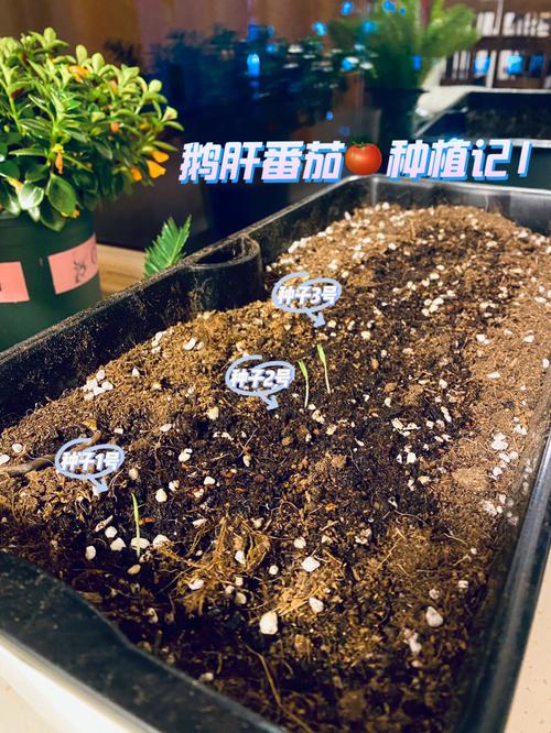 西红柿种子泡多长时间_番茄种植种子怎么泡发好呢 西红柿种子泡多长时间_番茄种植种子怎么泡发好呢 花朵知识