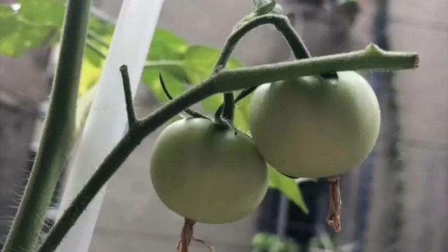 西红柿怎么种才结的大又多_番茄怎么种植小技巧视频教程 西红柿怎么种才结的大又多_番茄怎么种植小技巧视频教程 土壤施肥