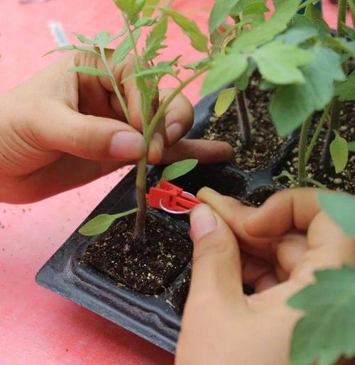 番茄嫁接育苗都具体有哪些方法_番茄种植怎么嫁接的图片大全 番茄嫁接育苗都具体有哪些方法_番茄种植怎么嫁接的图片大全 花朵知识